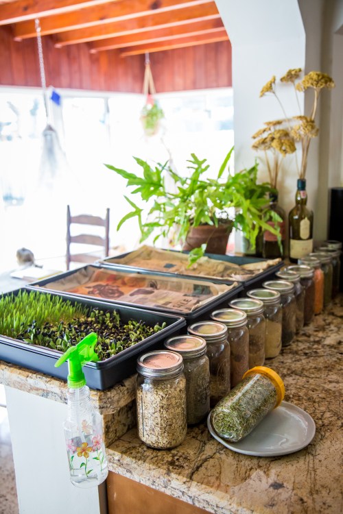 kitchen counter with mason jars and indoor garden